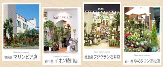 http://image.rakuten.co.jp/hanayoshi/cabinet/info/hanayoshite.jpg